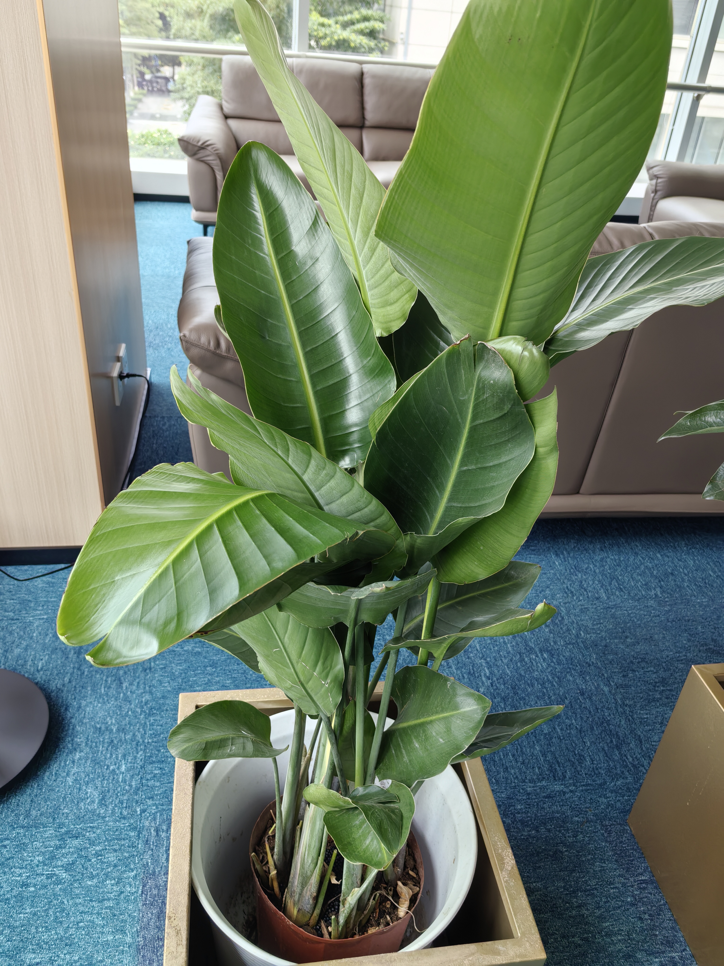 叹为观止大型植物发财树各种大颗盆栽开业乔迁客厅办公室内好养大型花卉 平安树1.2-1.4米 不含盆 实拍图