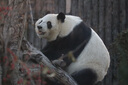 佳能（CANON） 原厂单反相机镜头 广角长焦定焦镜头750D 800D 850D 70D 77D 80D 90D 5D4 5D3 6D2相机镜头 半幅EF-S 55-250 IS STM 拆机镜头  实拍图