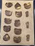 帕帕罗蒂小动物头像饼干模具卡通老虎3d立体按压式翻糖烘焙曲奇压模 实拍图