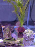 CRAZY PLANT曼龙鱼活体观赏鱼活体热带好养耐活淡水冷水招财风水水族小金鱼苗 店长推荐~精品五彩丽丽2-3cm 3+1 实拍图