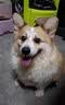 睿福祥土狗狗粮幼犬成犬通用型10斤装中华田园犬幼犬成犬通用型营养鲜粮 10斤装/冻干六拼（营养加倍） 0lb 实拍图