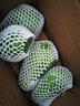 蔬果哆 新鲜蔬菜 云南特产 佛手瓜 嫩瓜 捧瓜窝瓜 2.5kg(一箱五斤) 实拍图