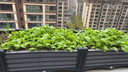 原起点50cm加大阳台种菜箱长方形塑料花盆户外蔬菜种植神器室外花箱花槽 【加厚】单层5联箱(250*40*21） 实拍图