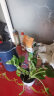 急兔绿萝盆栽室内好养空气清新大叶长藤植物自吸水吊兰绿萝+懒人盆 晒单实拍图