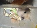 double yellow宠物仓鼠活物小仓鼠幼崽活体仓鼠宝宝金丝熊 布丁1只 可备注公母 实拍图