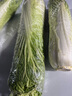 梦芷青麻叶白菜高山大白菜绿叶青口白菜长杆白菜新鲜火筒菜新鲜蔬菜 青口白菜 9斤 实拍图