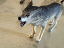 思乐（Schleich S）仿真动物模型 老虎狮子狼豹白虎猞猁男女孩儿童玩具生日礼物3+ 狼14821 实拍图