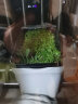 花沃里 花盆长方形自吸水种菜盆 塑料双层加厚种植箱阳台种菜箱多肉花盆 实拍图