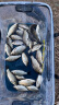 渔之源 活鱼桶鱼箱钓鱼桶鱼笼装鱼箱折叠水桶透明桶45藏蓝+氧气泵 晒单实拍图