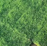 滨淇真草坪带土绿化地毯草坪卷庭院花园草皮 果岭草草坪1平方 晒单实拍图