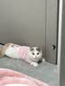 神经猫（shenjingmao）猫咪衣服冬季保暖过年防掉毛布偶蓝猫冬天宠物小猫猫幼猫秋季冬装 粉色【面料质感好】 S(建议体重3-5斤) 实拍图