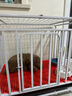 蔻丝【加粗全方管】狗笼子中大型犬一体带厕所分离金毛边牧拉布拉多笼 【二代76款雅白】12MM方管 实拍图