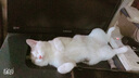 佩玛思特猫粮 深海鱼鸡肉系列 成猫幼猫低敏猫主粮 佩玛斯特 毛发管理成猫粮10kg 实拍图