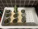 多肉组合盆栽阳台盆栽喜阳植物新手福利按图发货品种花卉好养 按图6种+6个彩方盆土 实拍图