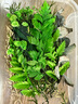 荣花施 松果装饰手工diy材料包幼儿园儿童环创干花干果圣诞挂件场景布置 树叶植物材料盒【随机一盒装】 实拍图