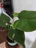 御春阁 室内客厅办公室大型盆栽绿植花卉盆景 龟背竹 室内绿色盆栽花卉 实拍图