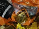 裹香皇 正宗肇庆特产双黄裹蒸粽500g/只广东老字号广式蛋黄绿豆鲜肉粽子 实拍图