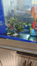 云峰海瑞 水草活体鱼缸造景套餐用品水族箱装饰鱼缸种子沉木活水草 红玫瑰6头沉木 实拍图