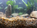 云峰海瑞 热带鱼 观赏鱼灯科鱼 观赏鱼小型淡水鱼草缸群游 热带鱼活体 蓝眼灯 8+2备损 共10条 实拍图