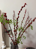 雪柳干枝水插花水培鲜花室内遇水开花客厅阳台观花绿植雪柳花鲜枝水养年宵花卉植物 银柳10支60厘米高 不含瓶 实拍图