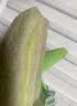 芋泥肉松味三明治面包整箱早餐健康无边吐司零食休闲食品小吃 牛油果味三明治1包-贵在运费 实拍图