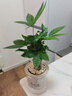开时果 绿植盆栽桌面水培绿植 办公室植物懒人盆景水养植物源头直发包邮 发财树（招财聚福） 实拍图
