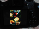佳能（Canon）EOS 750D 760D 800D 850D 77D 二手单反相机高清数码照相机 99新 750D EF 18-55mm STM 标配【无内存卡等配件，套餐更划算】 99新 实拍图