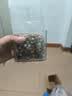 聚和泰新货肇庆芡实无臭欠实鸡头米去皮茨实半开芡实茯苓薏米中药材 【品质推荐】大号芡实500克 实拍图