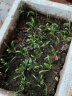 家庭种植蔬菜种子孑籽大全四季播种阳台盆栽农家小菜园有机 盆栽樱桃番茄种子2包 实拍图