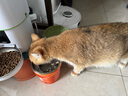 珍致猫罐头猫零食营养原装泰国进口猫湿粮罐头85g 混合口味礼盒 混合口味23罐 实拍图