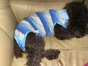 拉维佩特（LOVINGPET）狗绝育手术服 小型犬绝育衣服狗狗术后服公狗母狗绝育服 蓝色 XL 建议12-18斤 实拍图