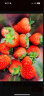 农家新语 丹东99红颜奶油草莓 3斤大果礼盒装 新鲜水果 空运直达 实拍图