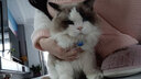 趣味多猫粮 海鲜多易消化排毛球护泌尿英短金吉拉幼猫成猫通用猫咪主粮 5kg 实拍图