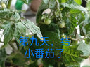 大禹矮生番茄苗盆栽小西红柿苗带土秧苗种子圣女果树苗寿光水果蔬菜苗 红颜草莓+红+黄矮生番茄苗各1盆 实拍图