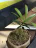 八芽海岛罗汉松指尖微型盆栽桌面小绿植迷你拇指好养植物源头直发包邮 海岛礁石罗汉松 陶瓷盆-带盆栽好 实拍图