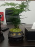 幼薇文竹盆栽植物室内绿化四季迷你办公室绿植摆件桌面好养创意小盆景 文竹盆景+舍得紫砂锅盆+圆形底盘 带盆栽好 实拍图