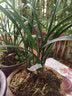 劉閣蘭花新品兰花苗 春剑赌草 冬带花苞出售开品未知新奇 好养花卉盆栽草 4苗连体裸根 实拍图