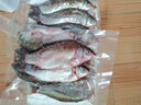 云映渔舟 微山湖生态大鲫鱼(净膛) 生态活鱼现杀淡水鱼生鲜孕产妇下奶炖汤 大号鲫鱼（每斤2-3条） 4斤（杀好损耗15％） 实拍图