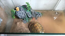 纯天然河沙细沙多肉种植种花沙子乌龟冬眠沙鱼缸沙建筑沙水族造景 水洗干河沙5斤(高品质 乌龟冬眠) 实拍图
