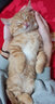 耀目猫粮成猫幼猫全阶段通用英短蓝猫深海鱼鱼肉猫食天然粮 【1-12月】幼猫专用4斤到手2袋 实拍图