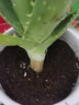 绿荫巷子多肉植物组合套餐肉肉室内植物办公室电脑桌面盆栽好养活小盆栽 【大芦荟】钻形陶盆10cm 实拍图