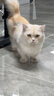 MinkSheen猫爬架【加粗加高款】大型猫窝猫爬架夏天宠物猫玩具猫抓板猫跳台 1.31m升级双太空舱+猫窝+猫屋 实拍图