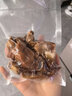 厨院名家真空封口机食品包装机家用商用封包机干湿两用全自动抽真空塑封机 【全自动】+17*25CM纹路袋*200 实拍图