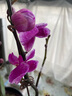 栋硕蝴蝶兰花苗真花四季开花室内盆栽带花苞带花剑送客户长辈开业乔迁 蝴蝶兰带花苞+营养杯 紫色系 实拍图