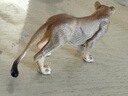 思乐（Schleich S）仿真动物模型 老虎狮子狼豹白虎猞猁男女孩儿童玩具生日礼物3+ 母狮子14825 实拍图