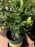 德沃多肥料新塑料园艺花盆绿萝多肉花盆栽种塑料花盆大小口径加仑盆 实拍图