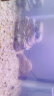 贝拉缘鱼缸底砂造景底沙水族箱装饰石头白沙水晶砂白石子五彩石雨花石 卡其色水晶粗砂5斤 晒单实拍图