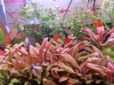 森森（SUNSUN）鱼缸过滤器壁挂过滤桶外挂式净水循环系统 7W大号壁挂过滤器 适合60cm内缸 实拍图