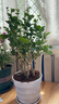 【雅之典】重瓣茉莉花盆栽室内观花植物四季好养带花苞开花不断绿植 茉莉花6年苗【特大号螺纹盆】 好养活 实拍图