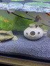 大匠神彩（MAGIC WORLD）鱼缸装饰水草泥免水洗鱼缸草缸土草缸造景底砂套餐基肥陶粒不浑 水草泥1斤装 实拍图